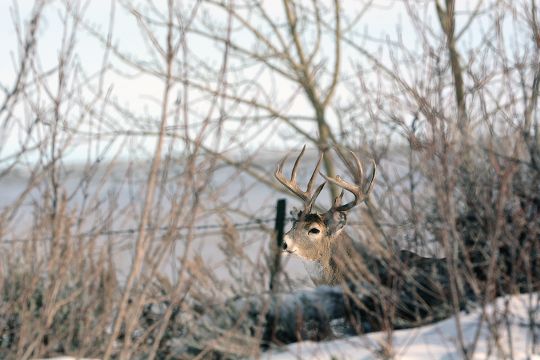 Security is key for whitetail bucks after the rut. Locating loafing areas is just one part of the game.